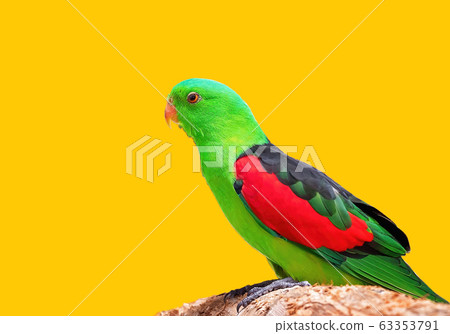 Australian Red-Winged Parrot 63353791
