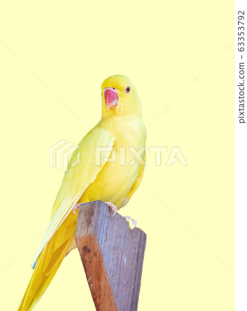 Australian Yellow Parrot 63353792