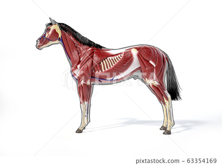 Horse Anatomy. Muscular system. 63354169