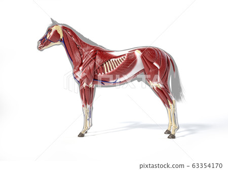 Horse Anatomy. Muscular system. Horse Anatomy. Muscular system. 63354170