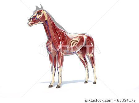 Horse Anatomy Muscular System Stock Illustration 63354172 Pixta