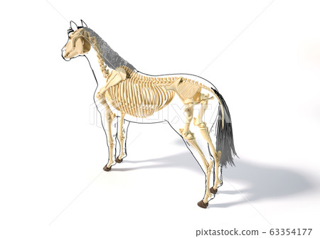 Horse Anatomy. Skeletal system. Horse Anatomy. Skeletal system. 63354177