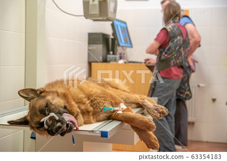 dog on x-ray in veterinary clinic. German Shepherd 63354183