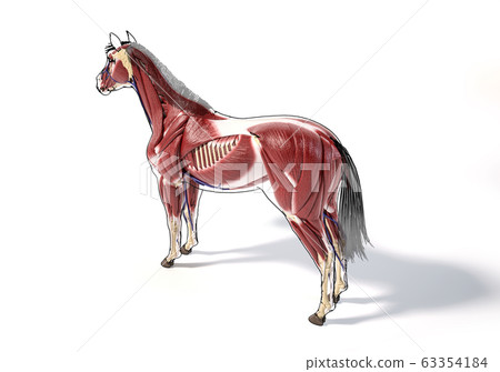 Horse Anatomy. Muscular system. Horse Anatomy. Muscular system. 63354184