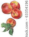 Hand drawn watercolor nectarines on white background. illustration of fruit peach. 63354196