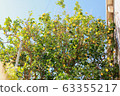 Korcula Lemon Season 63355217