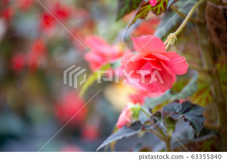 Begonia hanging 63355840