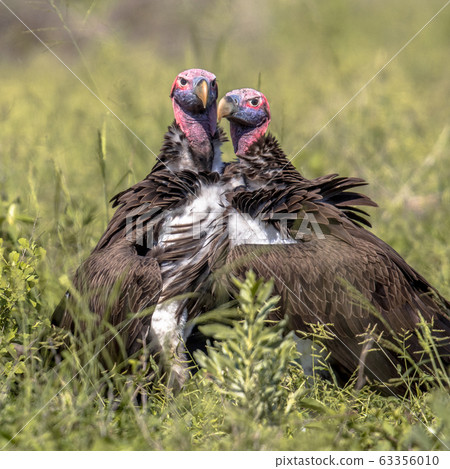 Lappet faced vultures displaying Lappet faced vultures displaying 63356010