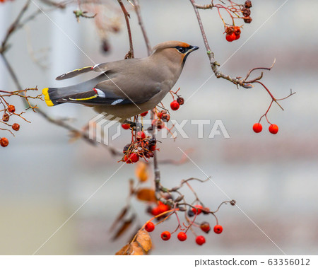Foraging Bohemian waxwing 63356012