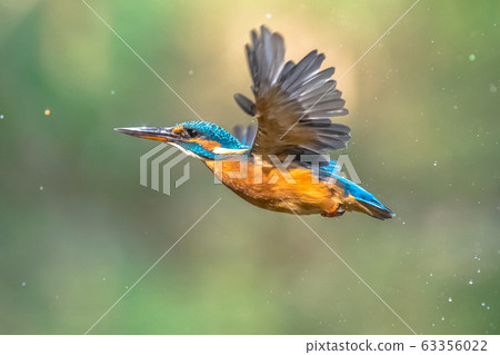 Common European Kingfisher Flying Common European Kingfisher Flying 63356022