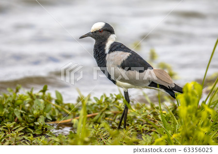 Blacksmith lapwing in the rain Blacksmith lapwing in the rain 63356025
