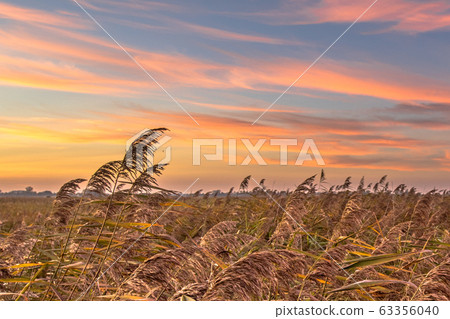 Reedland at sunset Reedland at sunset 63356040