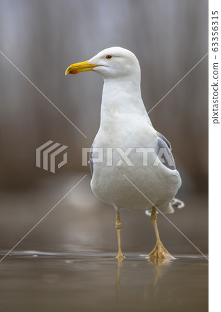 Yellow-legged gull Yellow-legged gull 63356315