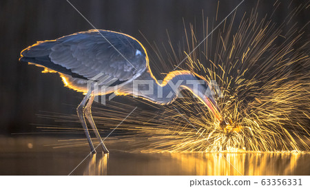 Silhouette of Grey heron catching fish at night Silhouette of Grey heron catching fish at night 63356331