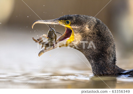 Great cormorant eating Bullhead fish Great cormorant eating Bullhead fish 63356349