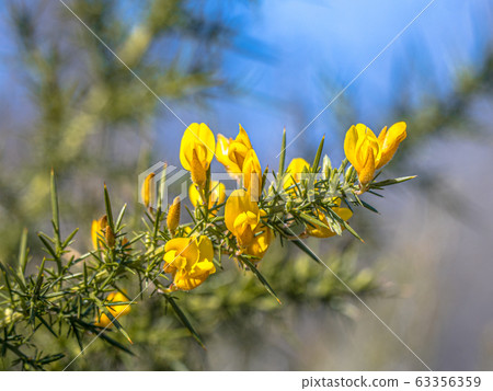 Close up of Common Gorse blooming 63356359