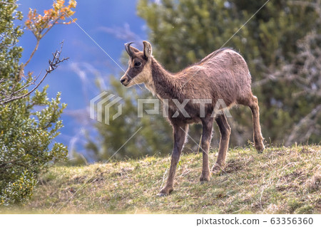 Chamois looking at camera 63356360