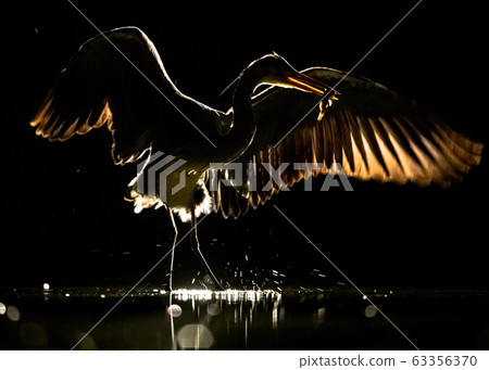 Silhouette of Grey heron with spread wings at Silhouette of Grey heron with spread wings at 63356370