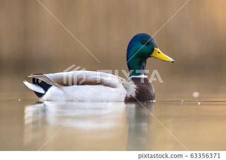 Male Wild Mallard Duck swimming Male Wild Mallard Duck swimming 63356371