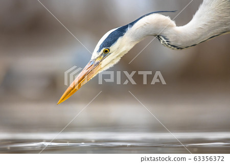Portrait of Grey heron hunting Portrait of Grey heron hunting 63356372