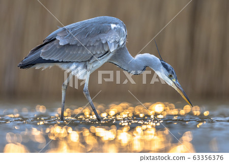 Grey heron hunting stationary in lake Grey heron hunting stationary in lake 63356376