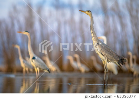 Grey heron hunting stationary in lake Grey heron hunting stationary in lake 63356377