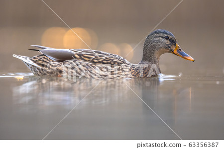 Female Wild Mallard Duck swimming 63356387