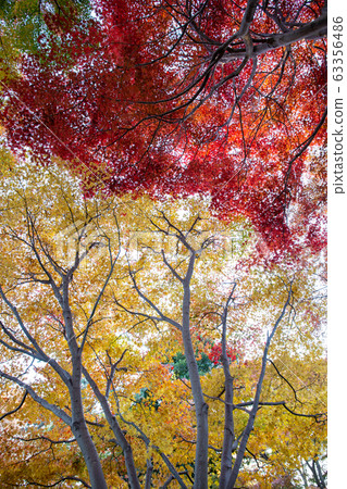 Vivid autumn leaves 63356486