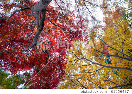 Vivid autumn leaves Vivid autumn leaves 63356487