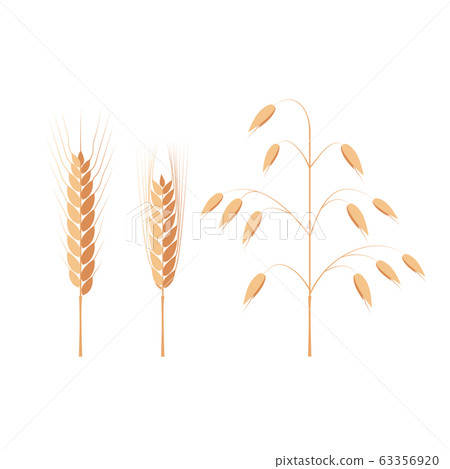 Wheat, barley and oat ears Wheat, barley and oat ears 63356920