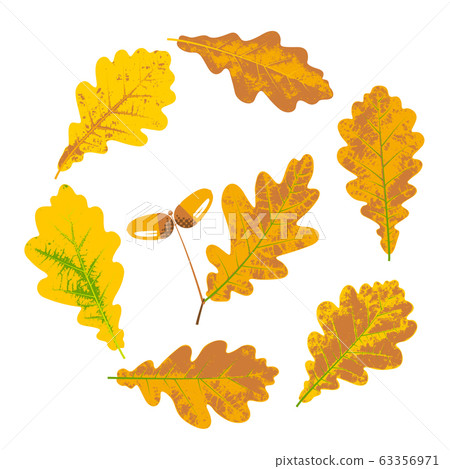 Oak yellow autumn leaves and acorns Oak yellow autumn leaves and acorns 63356971