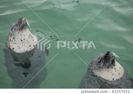 Seal_Sleep Twin 63357052