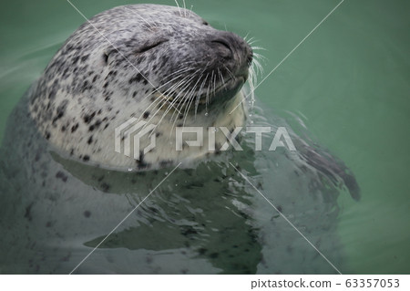 Seal _ sleep 63357053