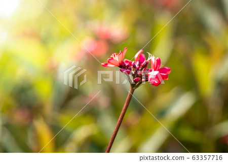 The background image of the colorful flowers The background image of the colorful flowers 63357716