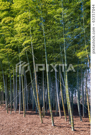 Ageo Maruyama Park Bamboo Forest Ageo 63357844