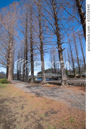 Ageo Maruyama Park Trees Ageo 63358440