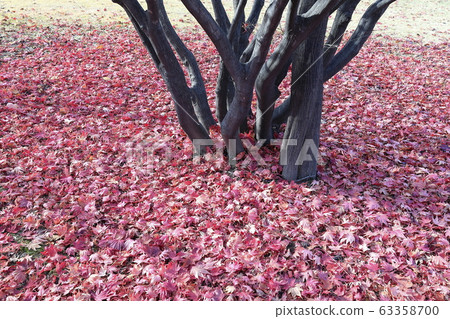 Autumn scenery with fallen leaves visible 63358700