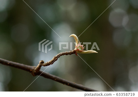 Sprout of viburnum 63358719
