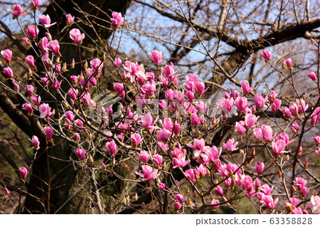 Chidorigafuchi magnolia at its best (5) 63358828