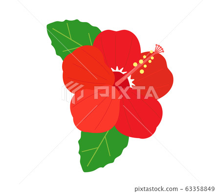 芙蓉花植物夏天 63358849