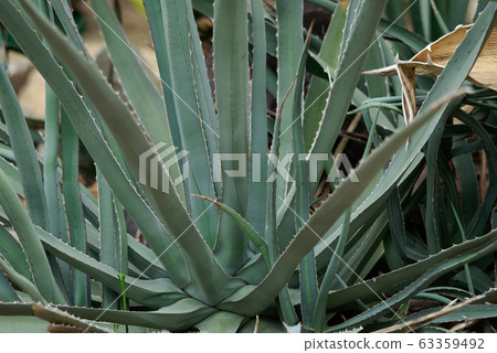 Tequila Agave Tequila Agave 63359492