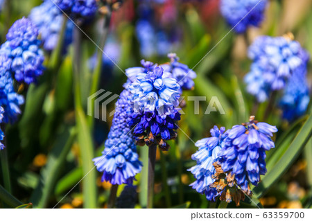 Muscari 63359700