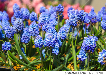 Muscari 63359701