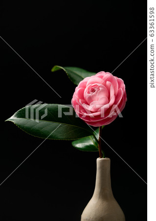 Camellia flower 63361598