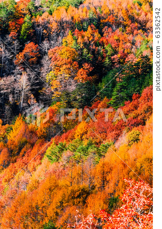 Autumn leaves of Kaeda Kogen Autumn leaves of Kaeda Kogen 63362542