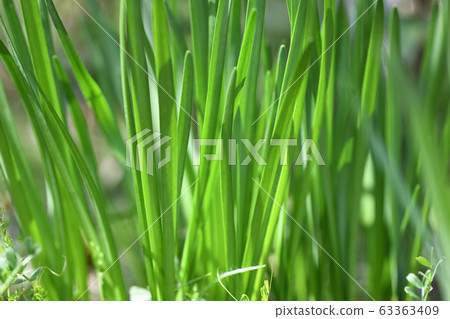 Lily of the valley leaves Lily of the valley leaves 63363409