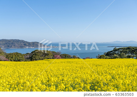 Rapeseed field 63363503