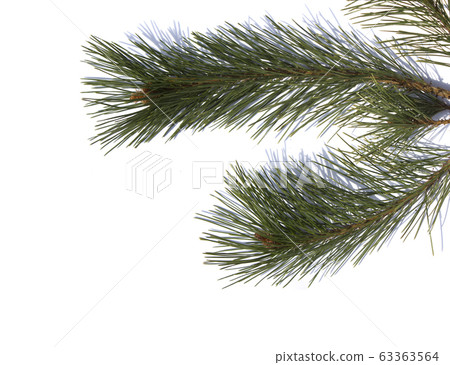 pine needles 63363564