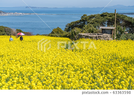 Rapeseed field 63363598