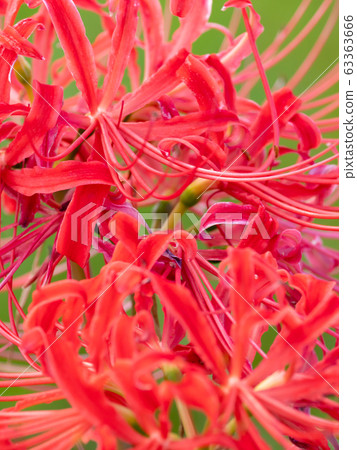 Mandarin saixa Mandarin saixa 63363666